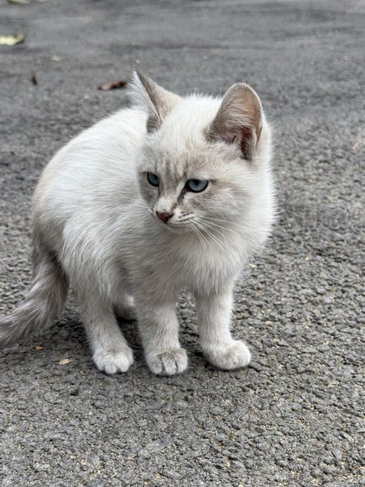 умоляю заберите котенка!!