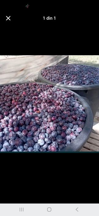Prune de țuică de calitate – Recoltă proaspătă