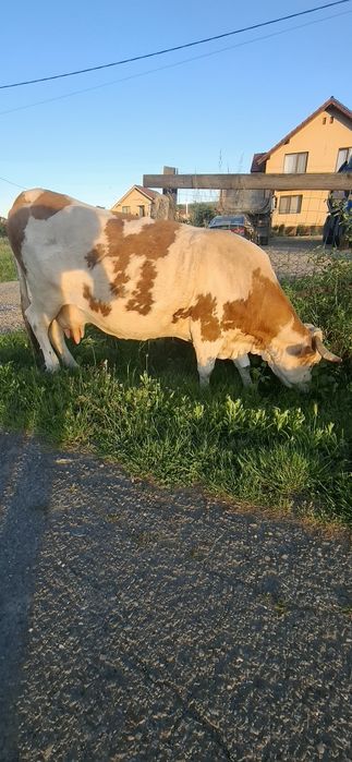 Bălțată Românească Gestantă
