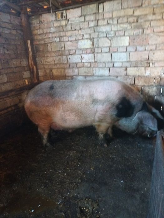 Мъжко неизкопено прасе