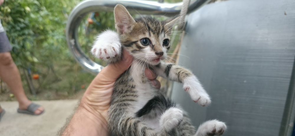 Pisoi spre adopție