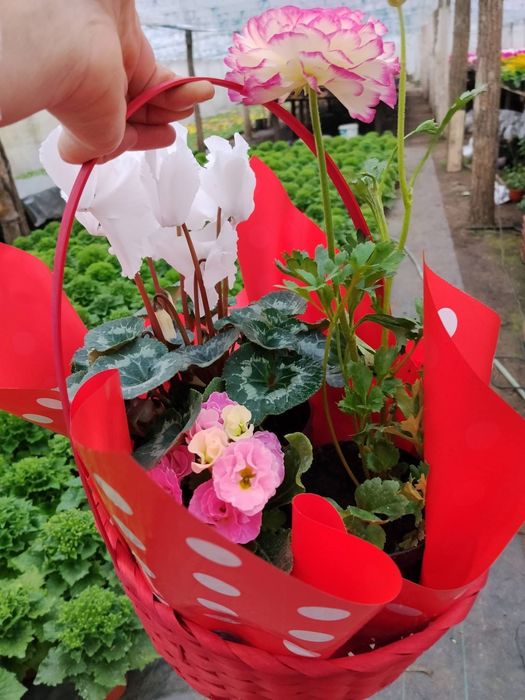 Flori de primavara, direct de la producator - Matca