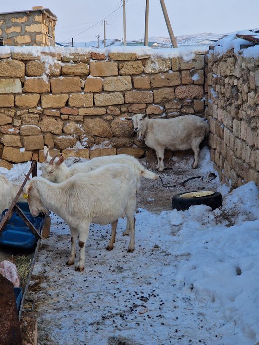 Сүтті ешкі сатылады