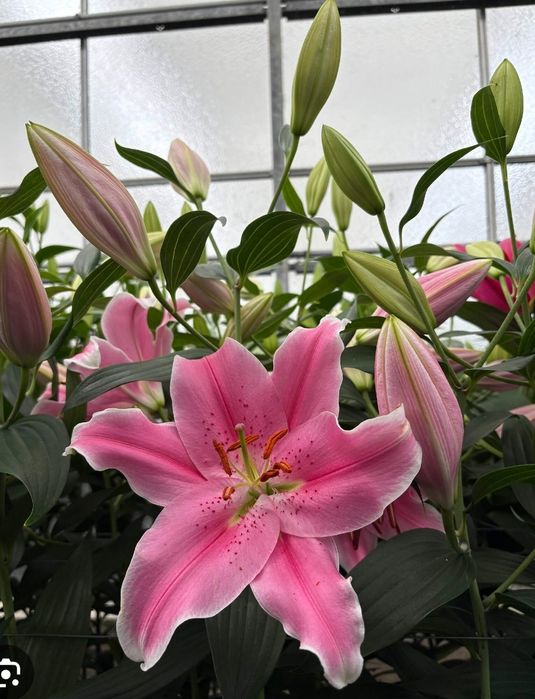 Лилия гули пиёзлари Луковки лилии