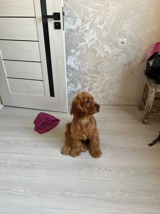 Английский Кокер