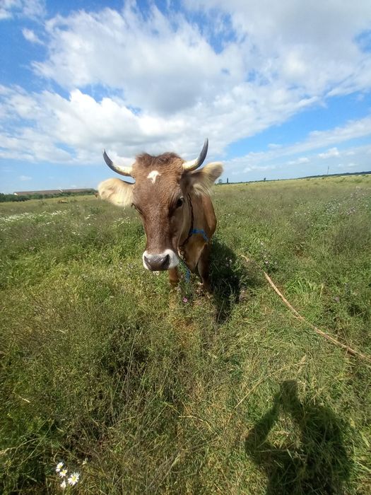 Vând vaca de 4 ani gestanta in 3 luni jumate se poate controla