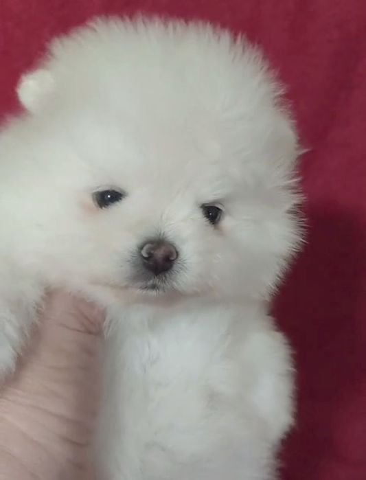 Щенки шпица мини