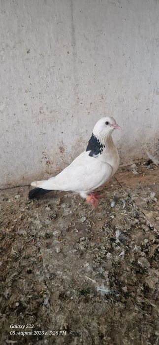 Черно шеики черно хвостые