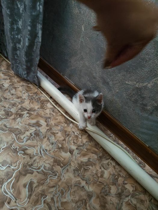 Отдам кошечку девочку