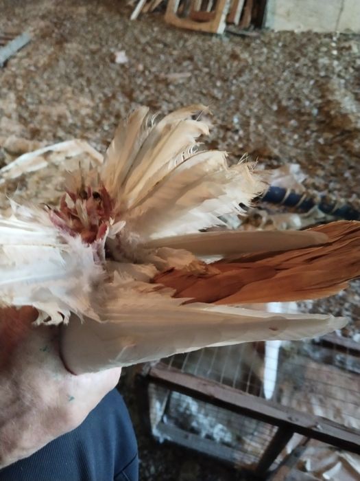 Жолто хвостые персы