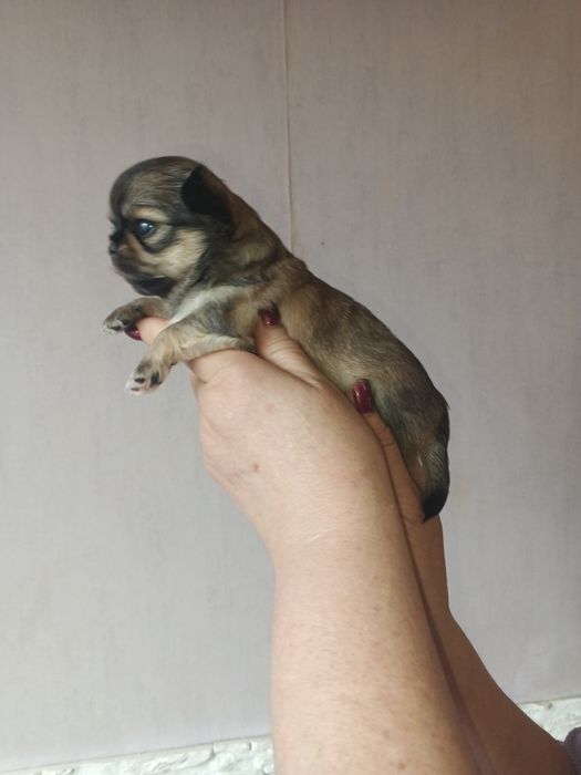 Мальчики и девочка чихуахуа