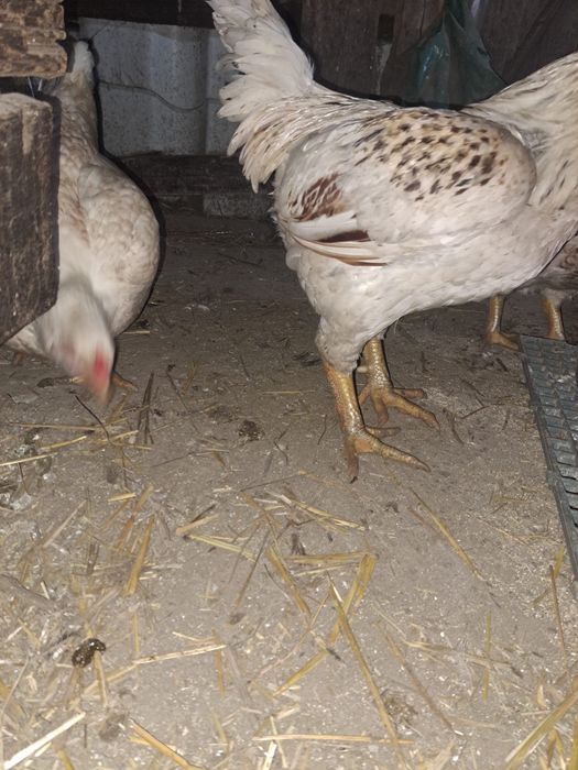 Oua  de gaina combatant indian