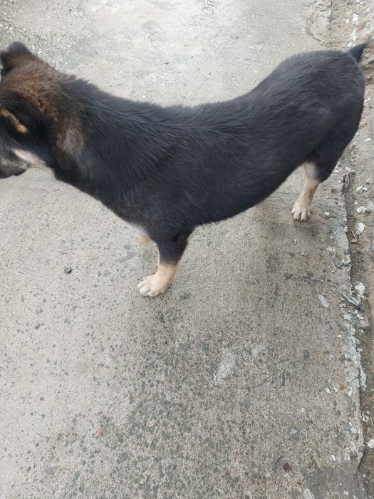 Adoptie caine talie medie