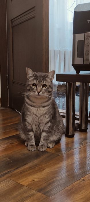 Котята и кошка в добрые руки