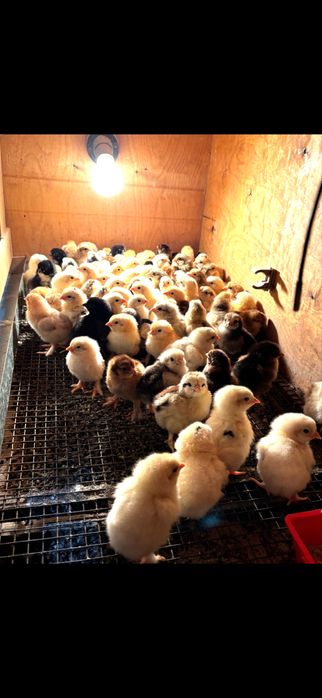 Балапандар сатылады