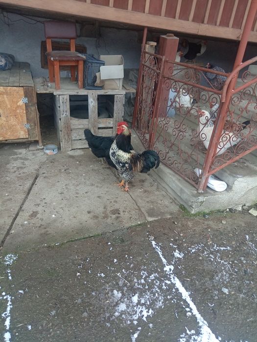 Cocoș de anul trecut