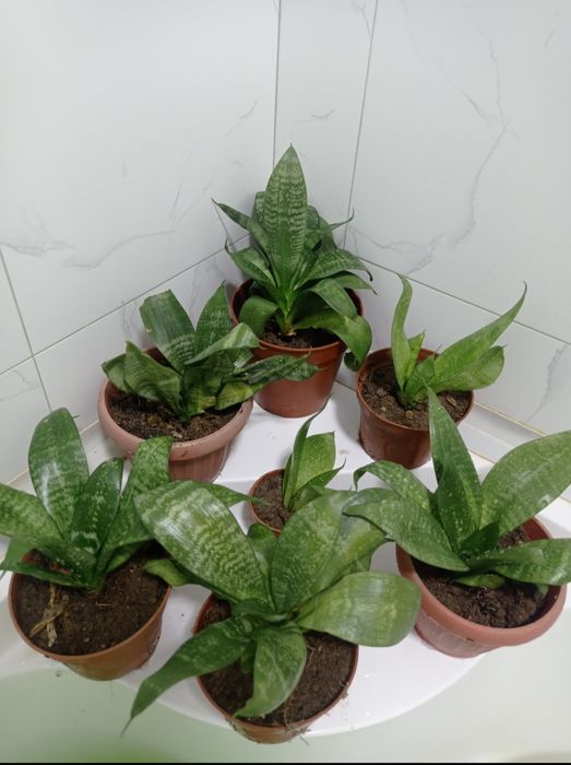 Цветок 1000/1500