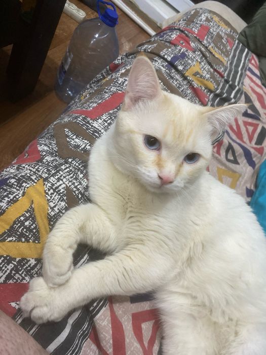 Отдам кота в добрые руки