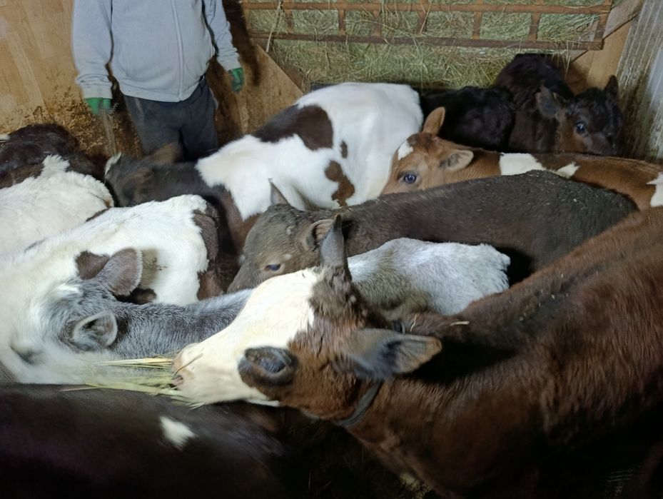 Телята от высокодойных коров бычки 10 голов