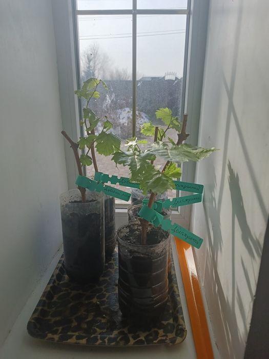 Саженцы винограда