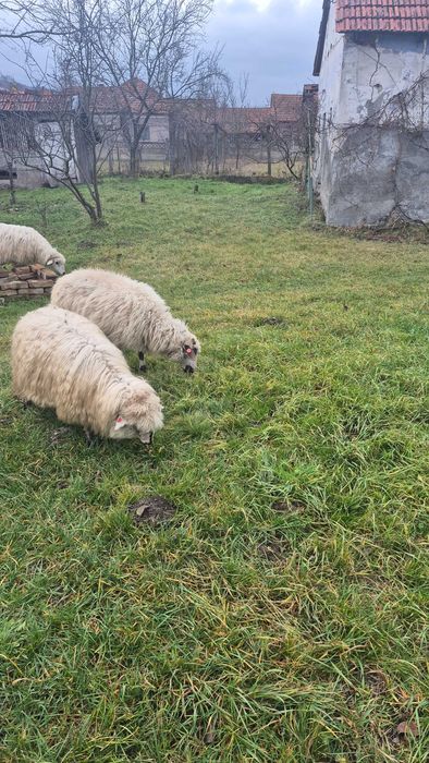Vând 3 miele(500 buc) și 5 oi stramioare 800 lei buc)