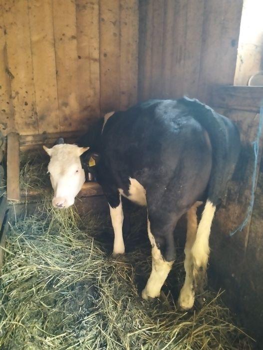 Vând juninca baltata