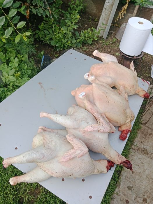 Продам домашних курей бройлеров
