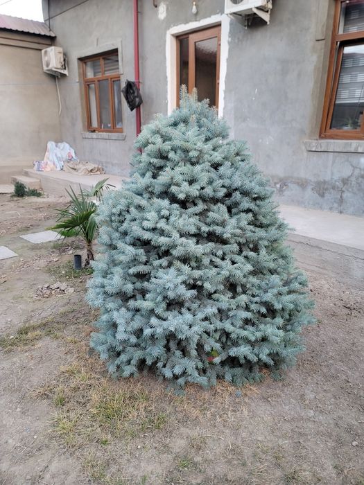 Голубая ЕлкатБельгия