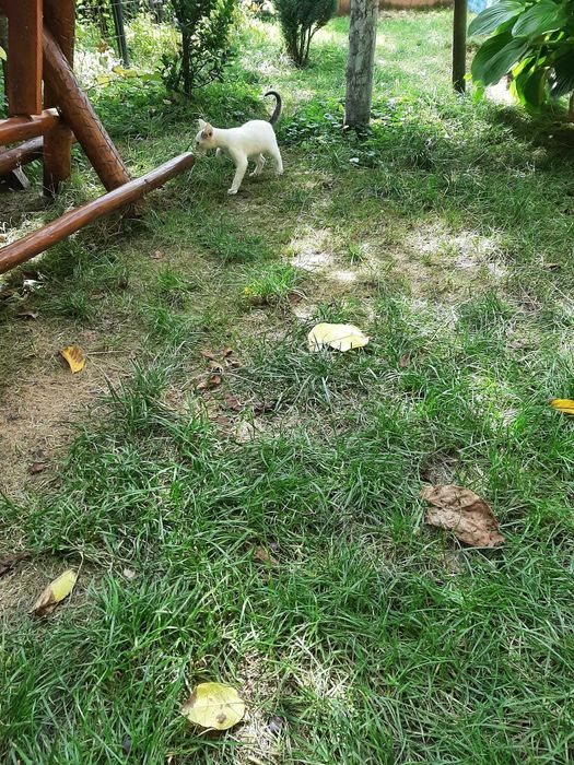 Salvati puiuti de pisica abandonati pe camp !