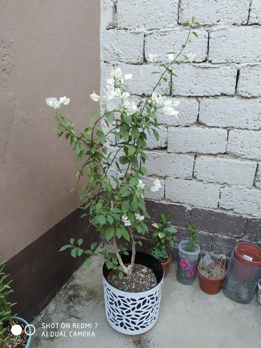 Подарки  Совғага гуллар