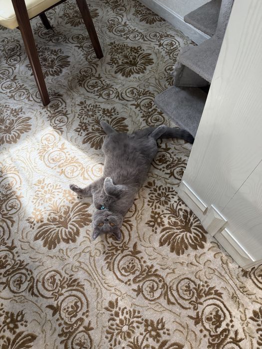 Мушук сотилади скотш страйт