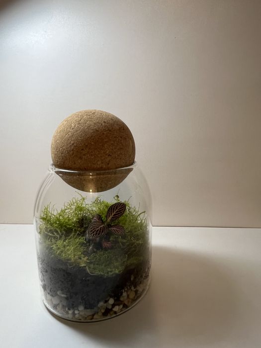 Флорариум с фиттонией