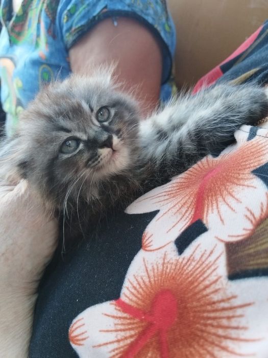 Кошечка ищет дом