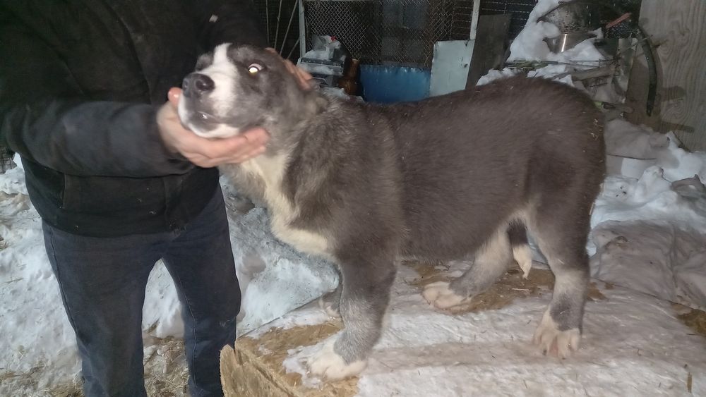 Продам щенки Алабай