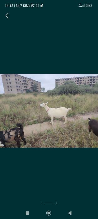 Продам Альпийскую козу