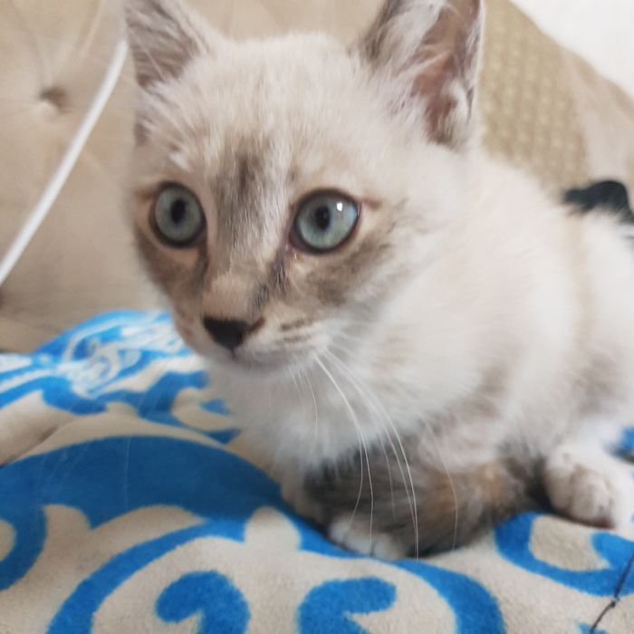 Отдам котенка девочка