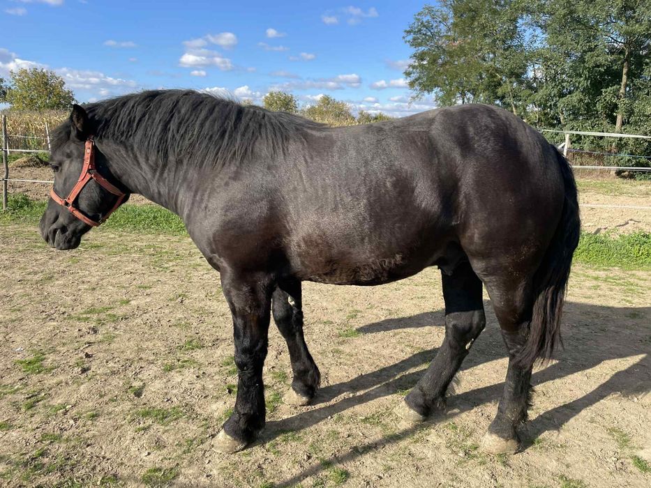 Armasar negru de vanzare