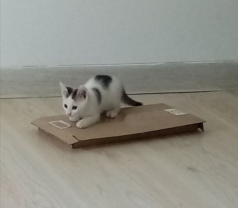 Подарю кисаньку игрунью 1,5 мес.