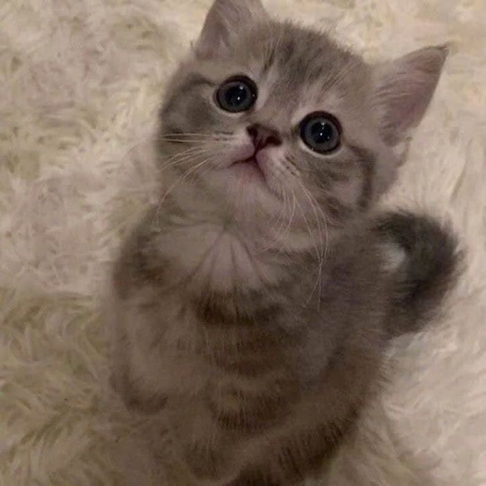 Scottish fold & straight cat. 2 oylik