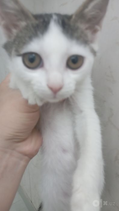 Котенок девочка 2 месяца