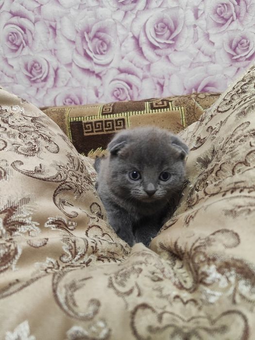 Продам шотландских котят