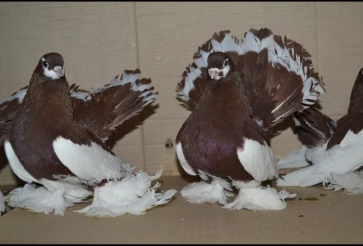 Продам голубей статных