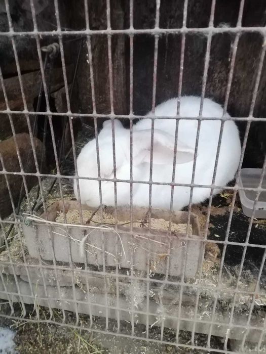 Продаются кролики