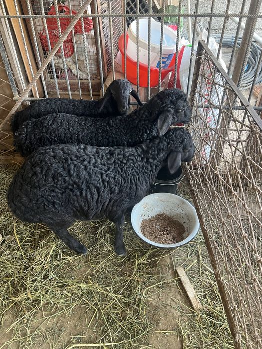 Qozilar sotladi 4 oyli sogʻlom