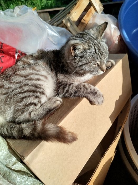 Отдам котенка полосатого