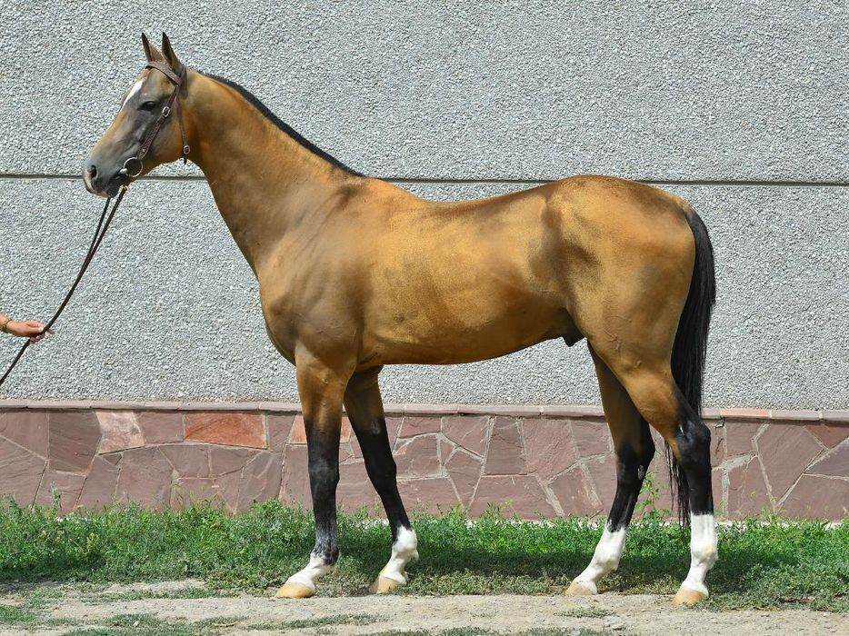 Жеребец Ахалтекинской породы