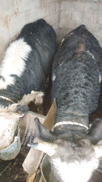 Бұқалар сатылады