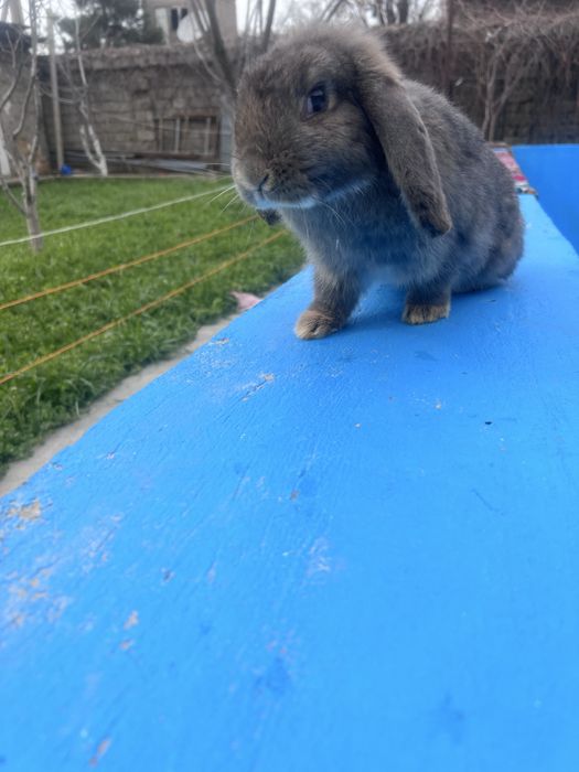 Кролик декоротивный