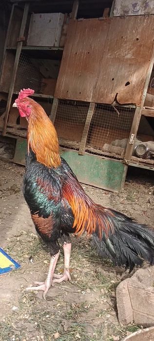 Шолпан петух дакан