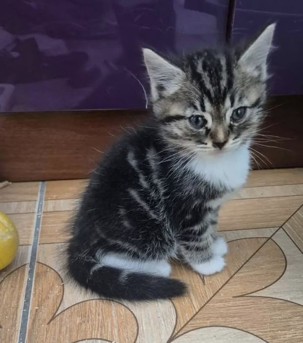 Котенок мальчик сладкий